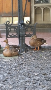 Ducks at Union